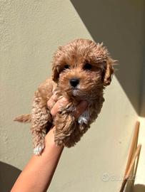 Maltipoo toy scuro