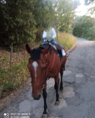 Cavallo psi
