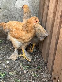 Brahma