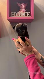 Cucciola di chihuahua