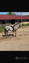 Cavalla Quarter/Appaloosa
