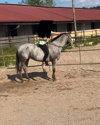 Cavalla Quarter/Appaloosa