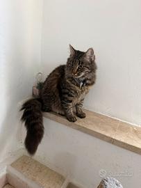 Gattino maschio