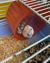 Vend criceti di tutti colori 2025 12 l.una