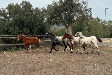 Cavalli appaloosa 3 Quorter 1