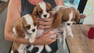 cavalier king 