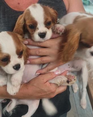 cavalier king 