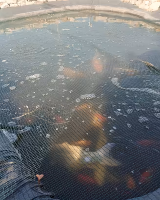 Laghetto con carpe Koi