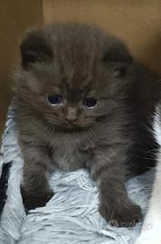 British shorthair