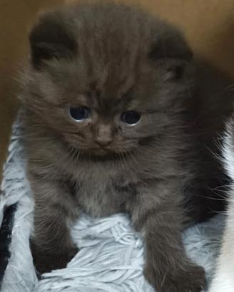 British shorthair