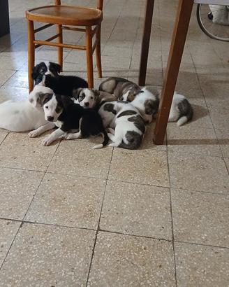 Pitubul corso
