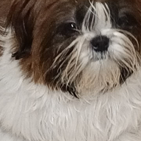 Cuccioli shih-tzu
