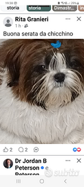 Cuccioli shih-tzu