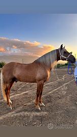 Cavallo intero pre