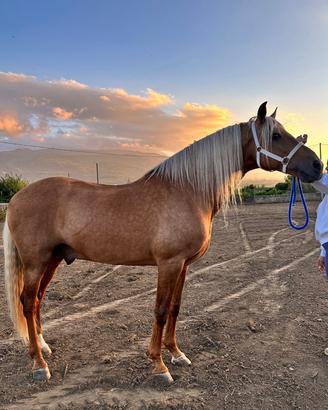 Cavallo intero pre