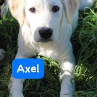 CUCCIOLI 5 MESI taglia media
