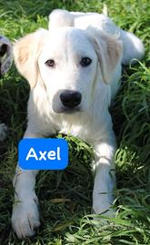 CUCCIOLI 5 MESI taglia media