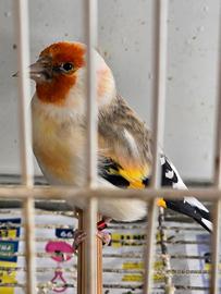 Cardellino Mayor ancestrale