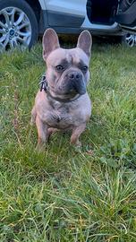 Per monta bull dog Francese