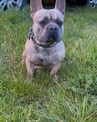 Per monta bull dog Francese