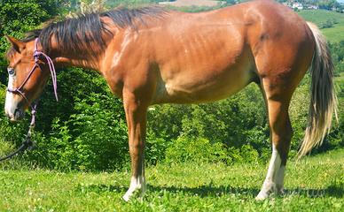Quarter Horse Spooks gotta Whiz x Gunnatrashya