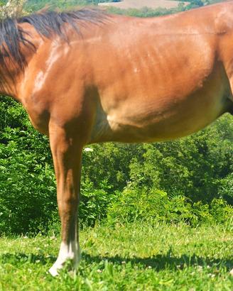 Quarter Horse Spooks gotta Whiz x Gunnatrashya