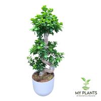 Bonsai Ginseng Shape