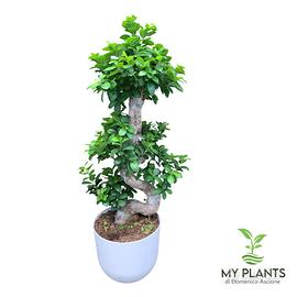 Bonsai Ginseng Shape