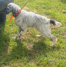 Setter inglese