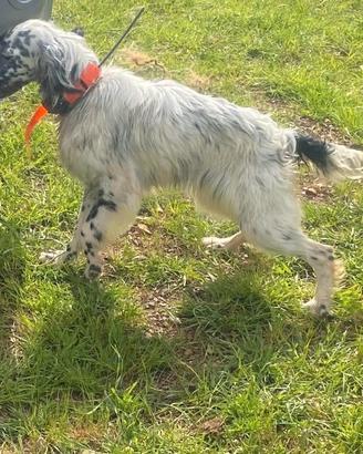 Setter inglese