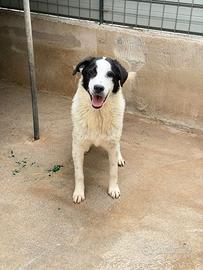 Cucciolone di taglia medio grande