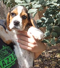 Cuccioli di Beagle