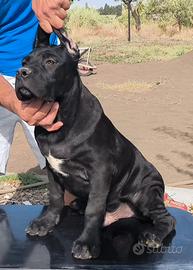 Cuccioli cane corso