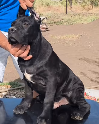 Cuccioli cane corso