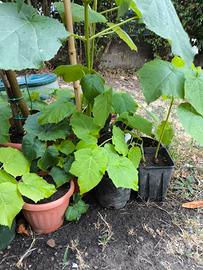 pianta di paulownia tomentosa crescita rapidissima
