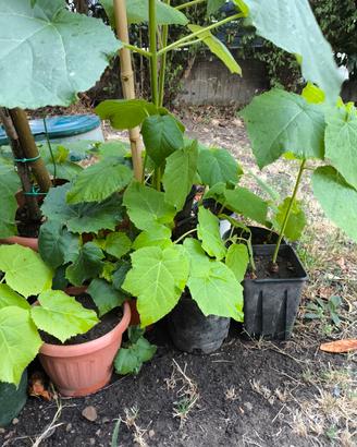 pianta di paulownia tomentosa crescita rapidissima