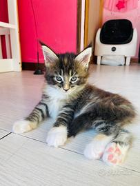 Gatti mainecoon