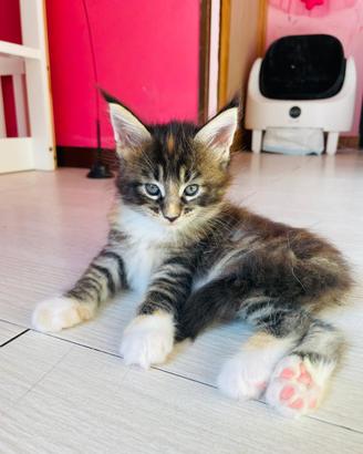 Gatti mainecoon