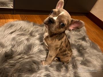 Cucciola Bulldog Francese