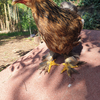 Coppia brahma