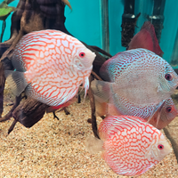 Discus allevamento Italia