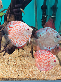 Discus allevamento Italia