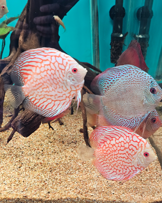 Discus allevamento Italia