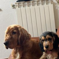 Cocker Spaniel