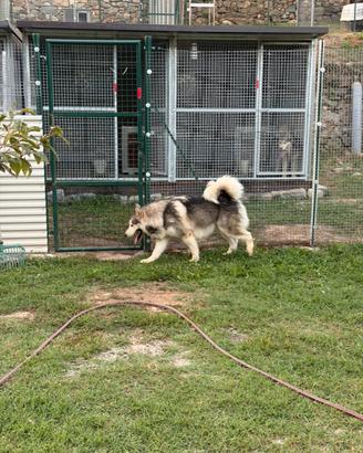 Cucciolo di Alaskan Malamute
