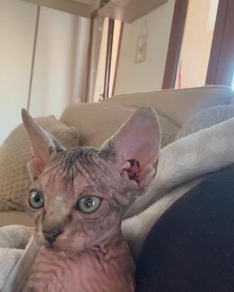 Cuccioli Sphynx