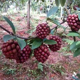 Piantine di Kadsura coccinea