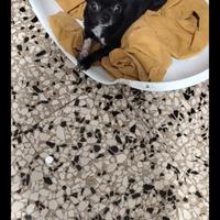 Vxse chihuahua mini Toy con pedigree