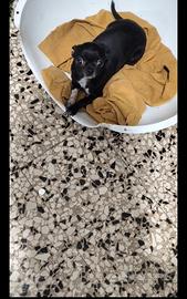 Vxse chihuahua mini Toy con pedigree