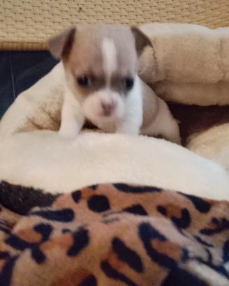 Cuccioli chihuahua pelo raso